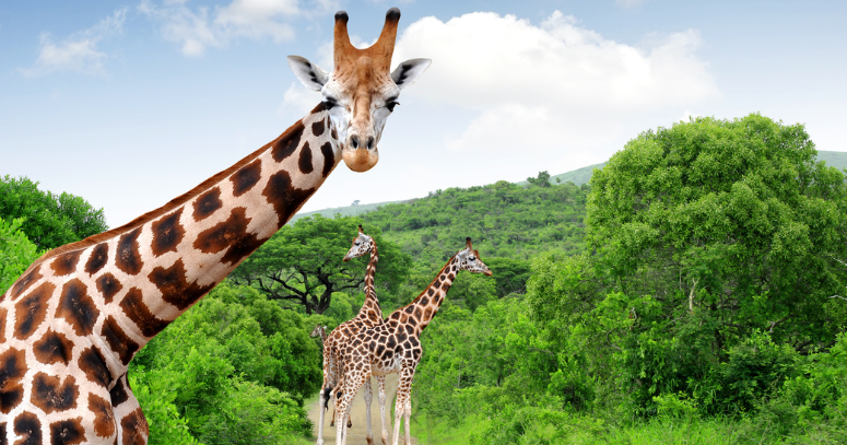 Safari