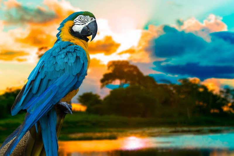 Passeios na Amazônia são incríveis