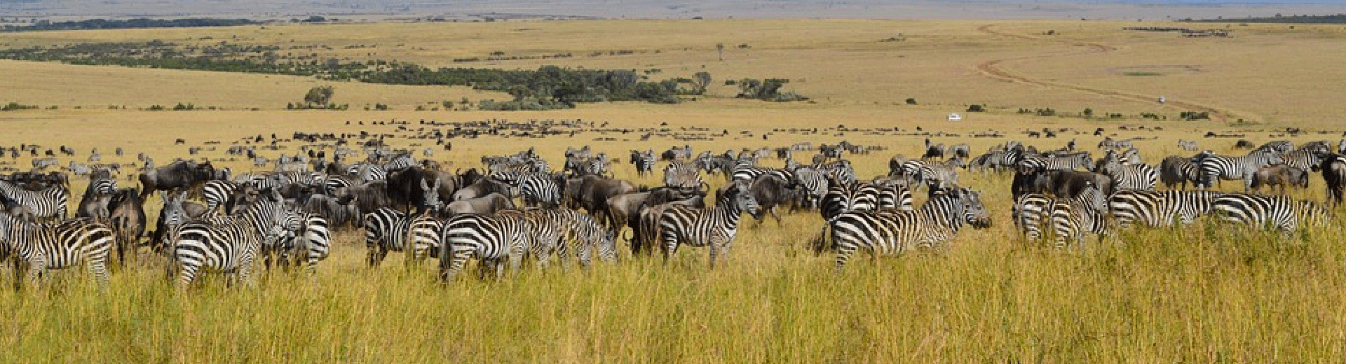 migracao dos animais no safari