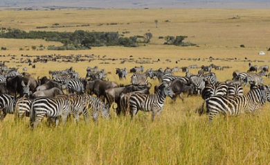 migracao dos animais no safari