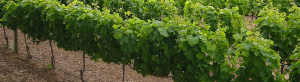 plantacao de uvas vinicolas