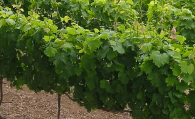 plantacao de uvas vinicolas