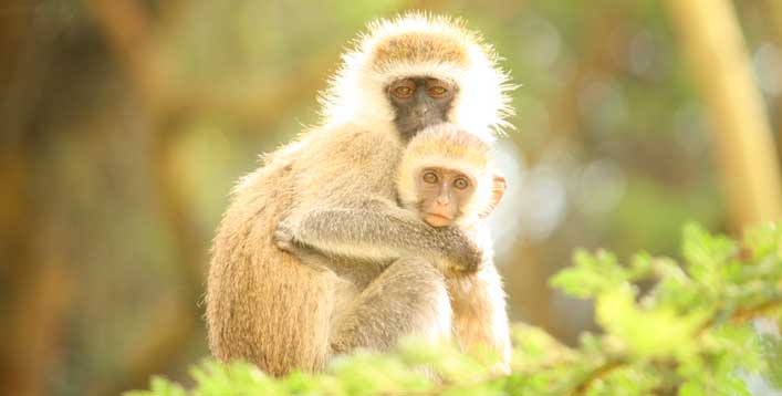 fauna quenia e tanzania