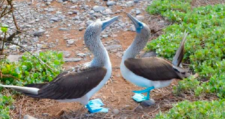 ave do pe azul em galapagos