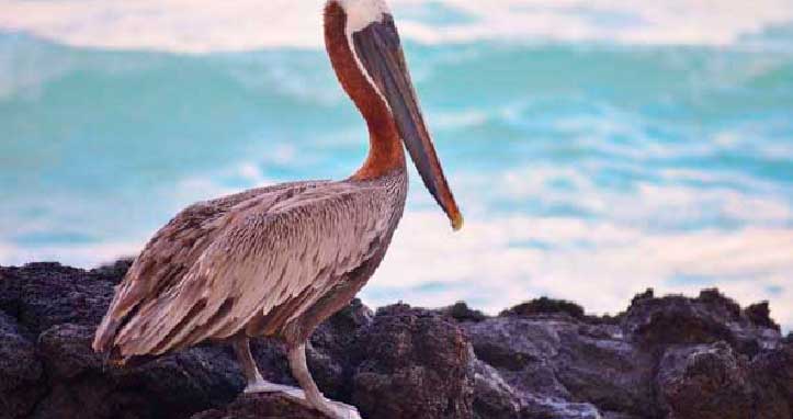 ave de galapagos