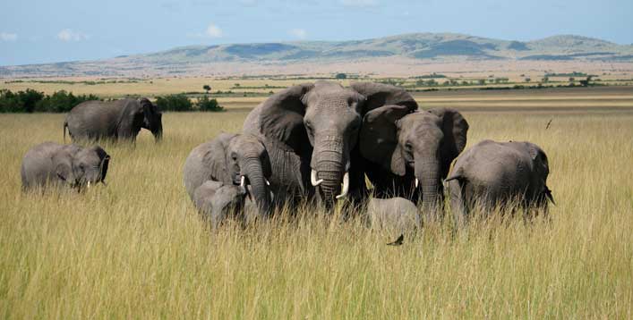 manada elefante quenia