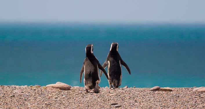 pinguins em punta tombo