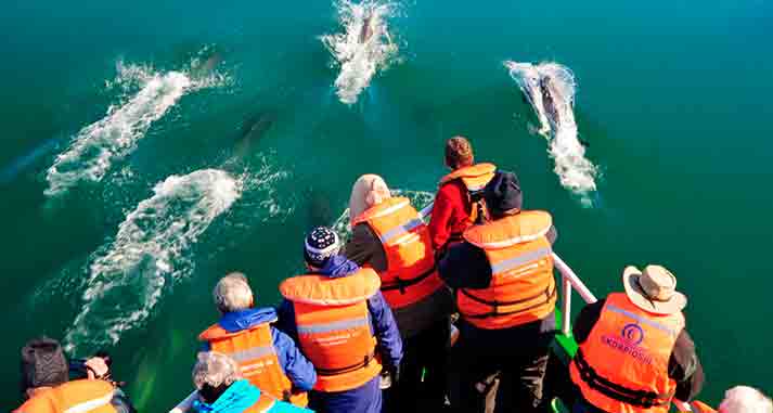 golfinhos acompanhando o navio skorpios