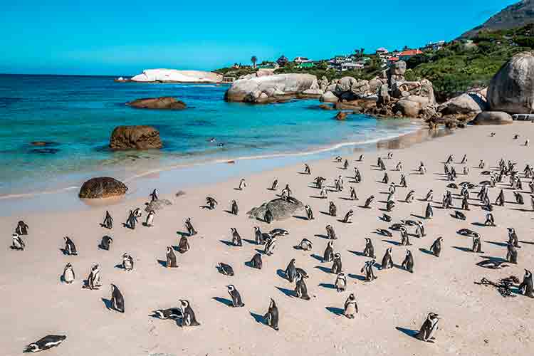 viagem africa do sul com simons town