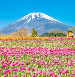 primavera no japao com monte fuji