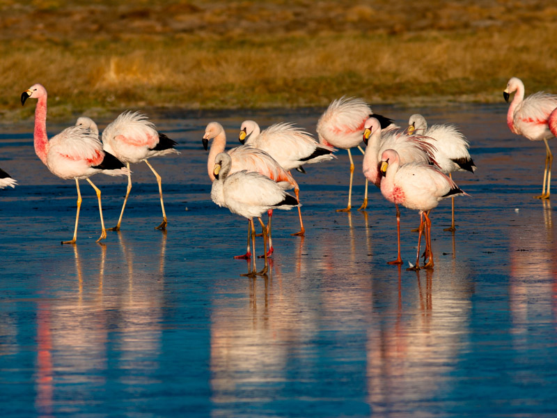 Deserto do Atacama: Flamingos e outros animais podem ser avistados durante sua viagem