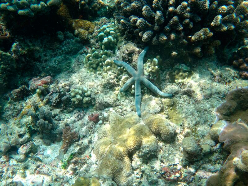 Observação de recife de Coral na Ilha Mucura