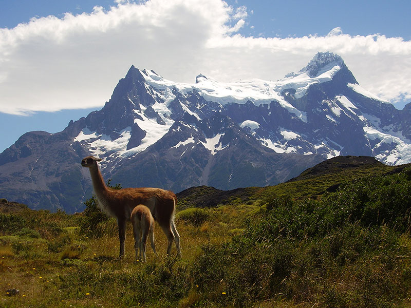 Fauna e flora que encontrará durante o percurso do Circuito W de Torres del Paine