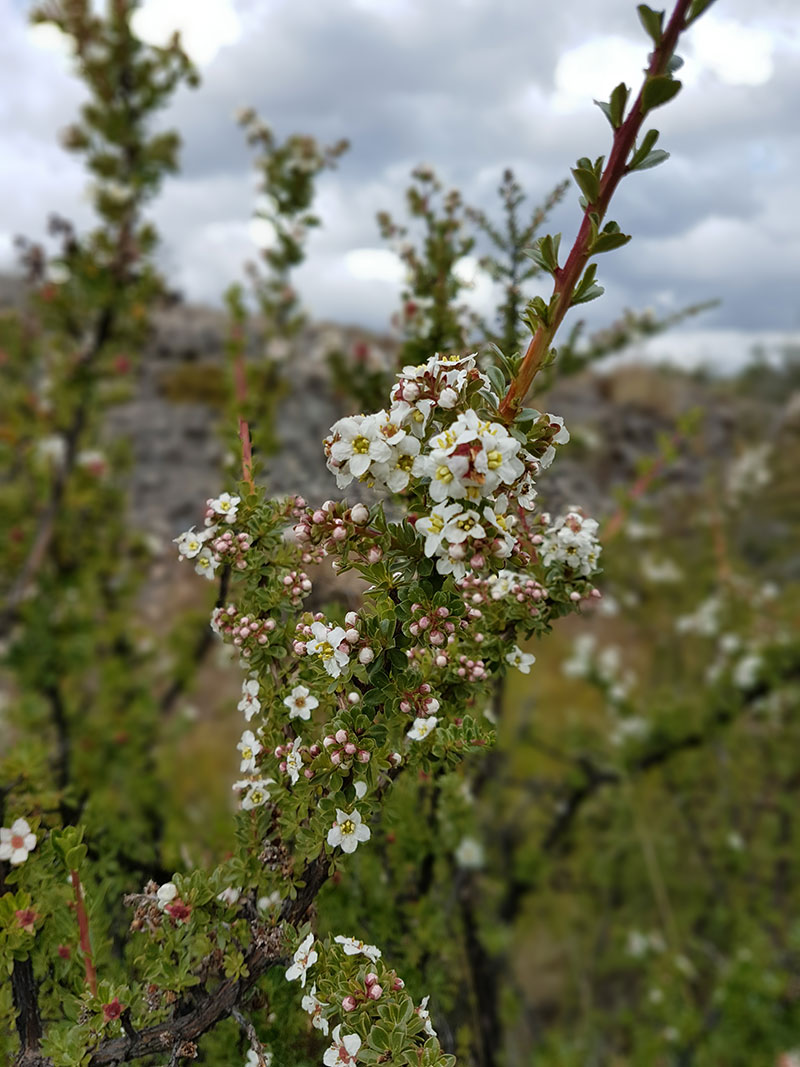 Belas flores encontradas durante a caminhada no Circuito W de Torres del Paine