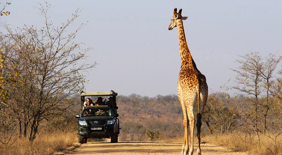 A melhor experiência de viagem voc~e encontra no safári do Parque Nacional Kruger