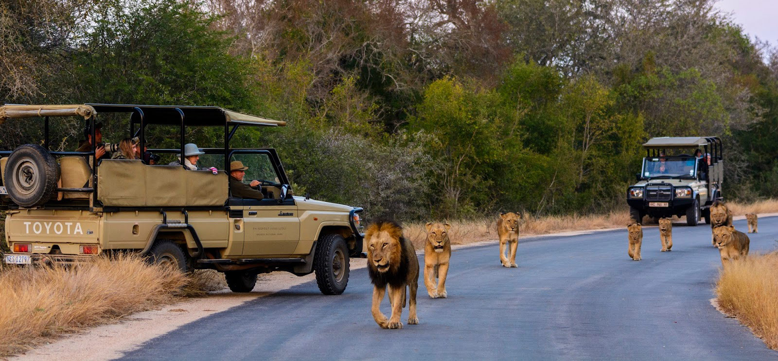 parque kruger safari