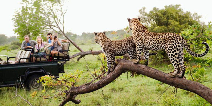 Observar os animais em seu habitát é uma experiencia que você vivencia no Parque Nacional Kruger
