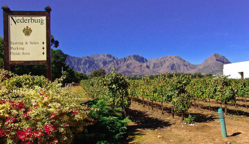 Rota dos vinhos em Cape Town: propriedades produtoras das melhores uvas e os melhores vinhos