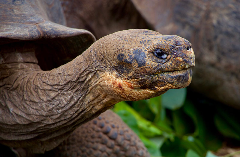 Conhecer Galápagos: um pacote de viagem faz com que sua viagem seja completa e tranquila