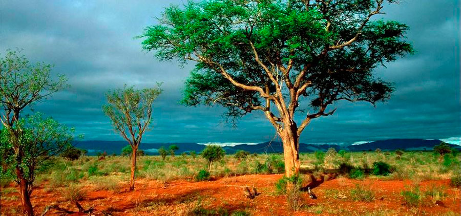 Com sua vegetação e fauna peculiares, o Parque Nacional Kruger é um local maravilhoso para se conhecer