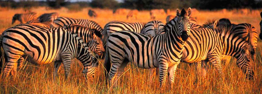 Observação das fantásticas zebras no Parque Nacional Kruger