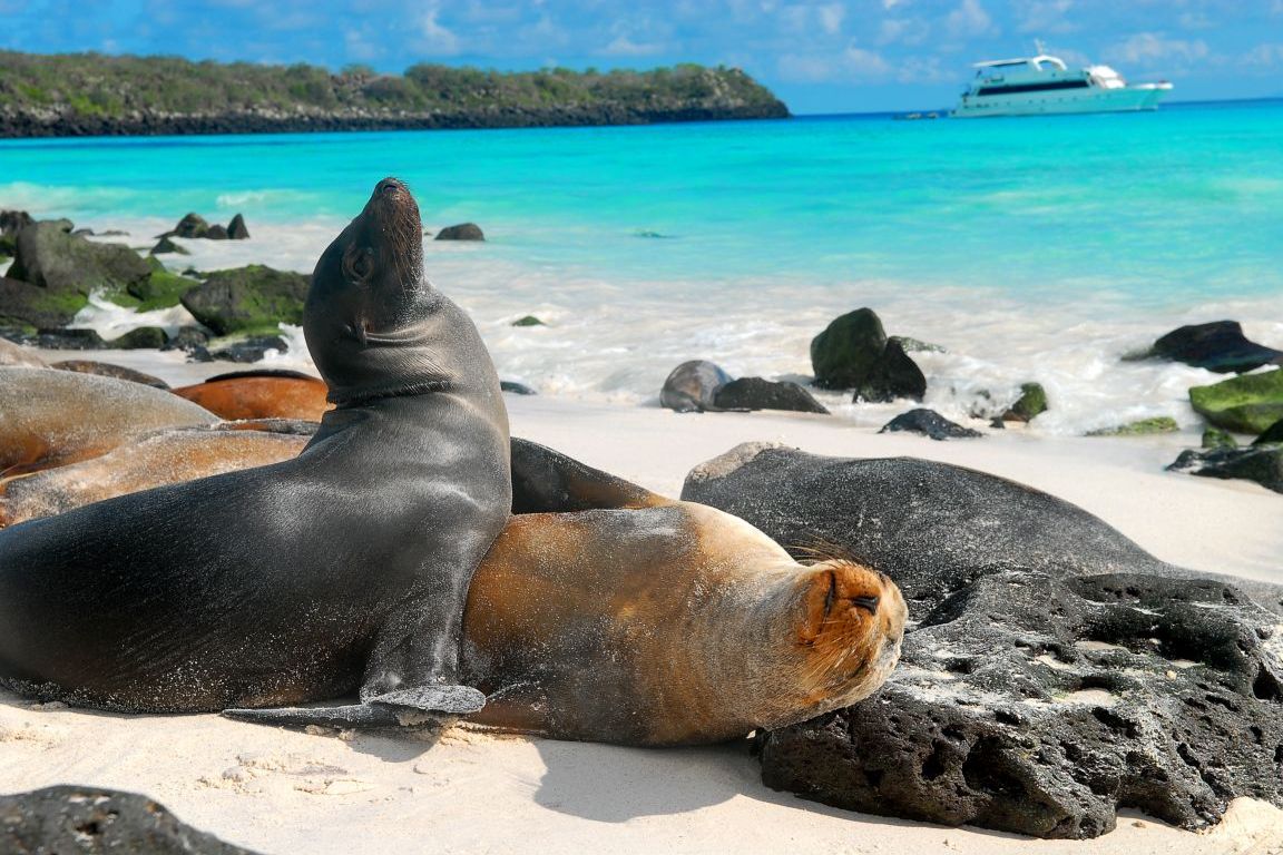 Ilhas Galápagos: Muitos animais podem ser observados, cada um com suas peculiaridade e características