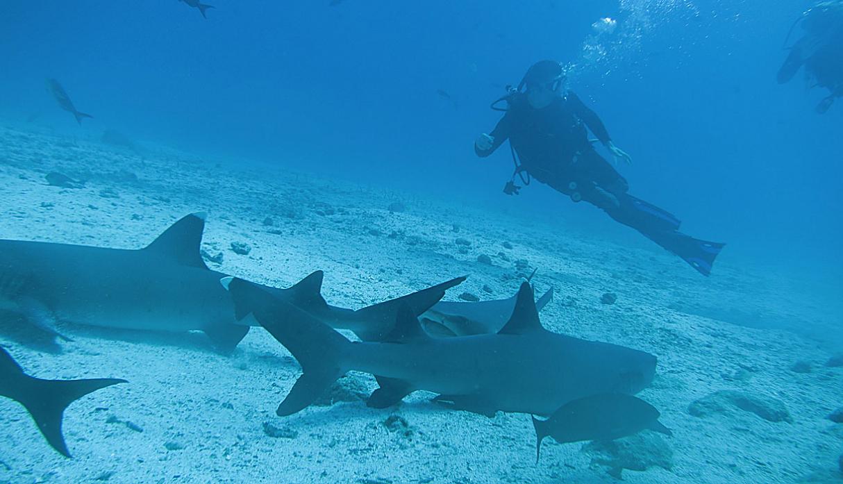 Ilhas Galápagos: Mergulho é a melhor forma de se observar a vida marinha do local