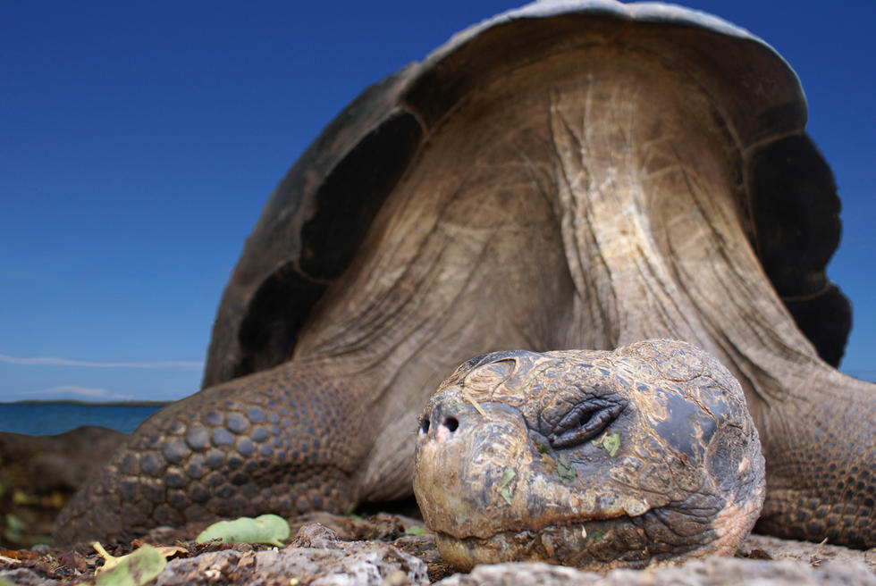 Ilhas Galápagos: Tartarugas gigantes podem ser observadas no local