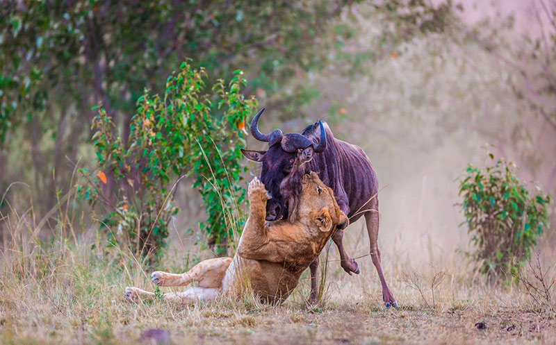 A vida selvagem no Masai Mara é espetacular! conheça o parque mais famoso do Quênia