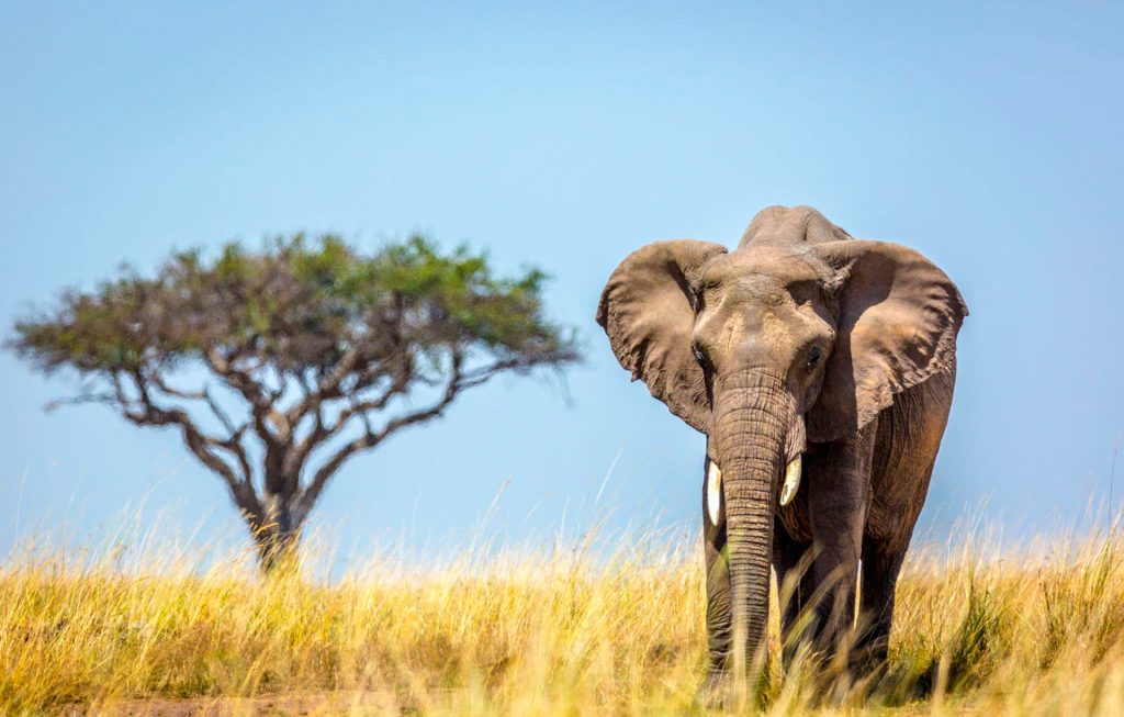 Masai Mara; Maravilhoso parque do Quênia, vale a pena conhecer