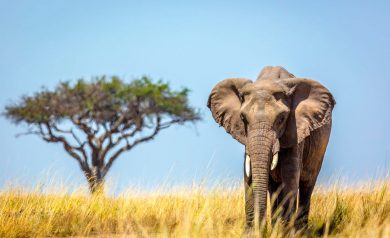 Masai Mara; Maravilhoso parque do Quênia, vale a pena conhecer