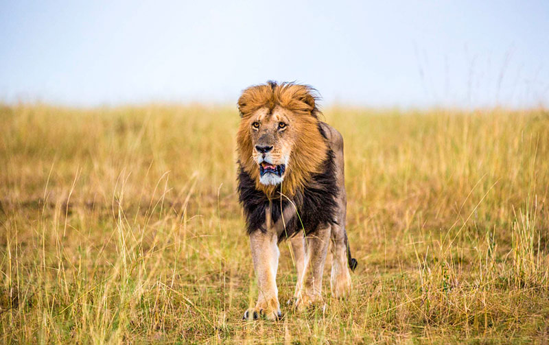 Masai Mara: uma população de animais selvagens que pode ser vista de perto, uma visão surpreendente