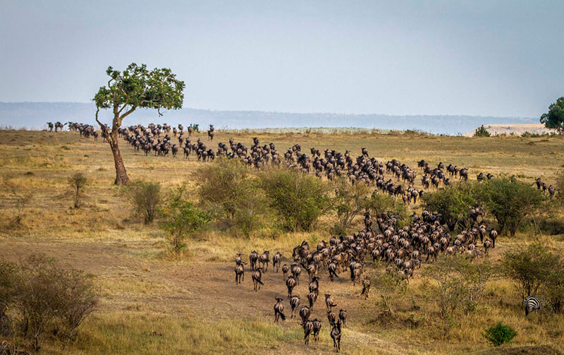 Masai Mara: A migração dos Gnus é o fenômeno que surpreende qualquer aventureiro