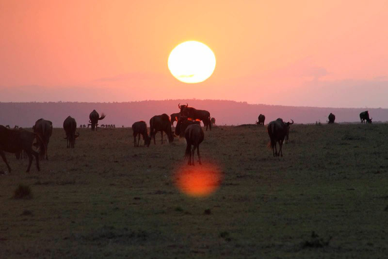 Masai Mara e seu maravilhoso por do sol, uma visão inesquecível para os turistas que gostam de aventura