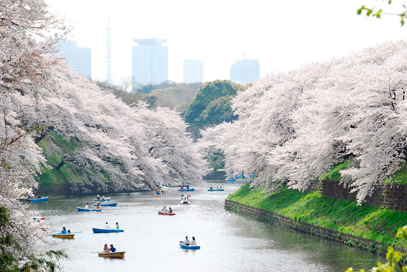 Tóquio possui vários parques onde é possível admirar a natureza e suas belas cerejeiras