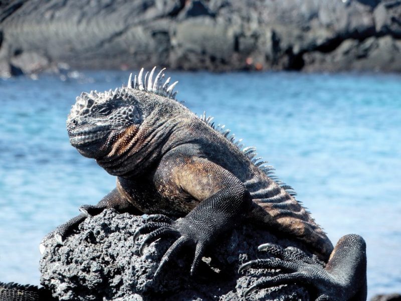 Viagem para Galápagos: Uma variedade de espécies de animais adaptadas para sobreviver na ilha