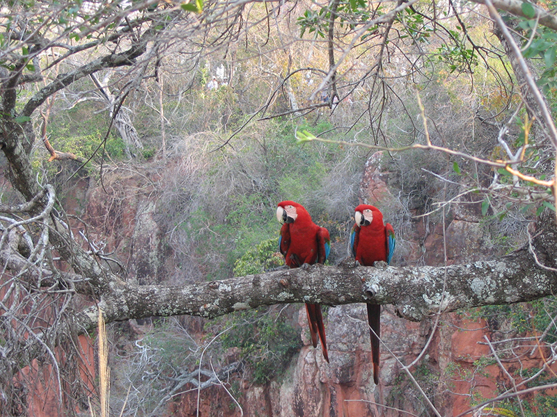 Roteiro de viagem para Mato Grosso do Sul: observação de aves, da fauna e flora. 