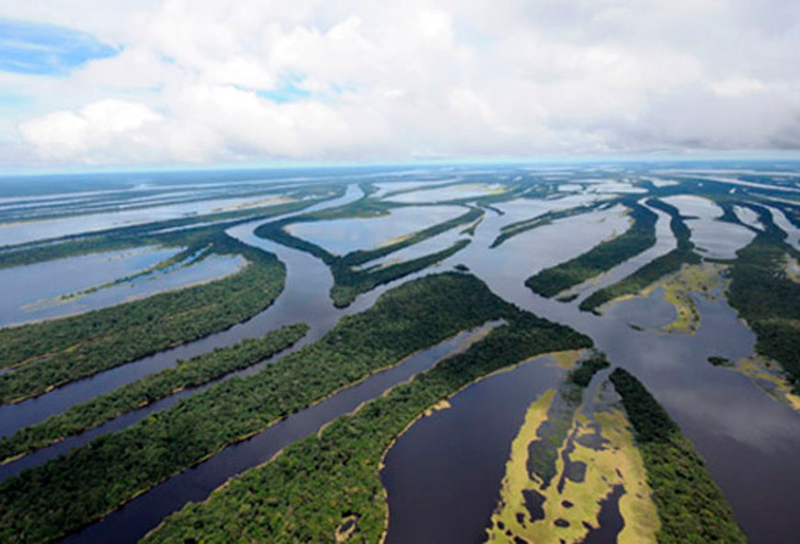 Viagem para Amazônia: Conhecer o Parque de Anavilhanas é uma ótima opção para conhecer a fauna e flora do local