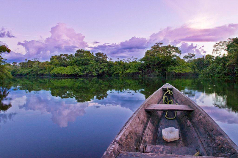 Viagem para Amazônia: Maior diversidade de fauna e flora em qualquer floresta no mundo