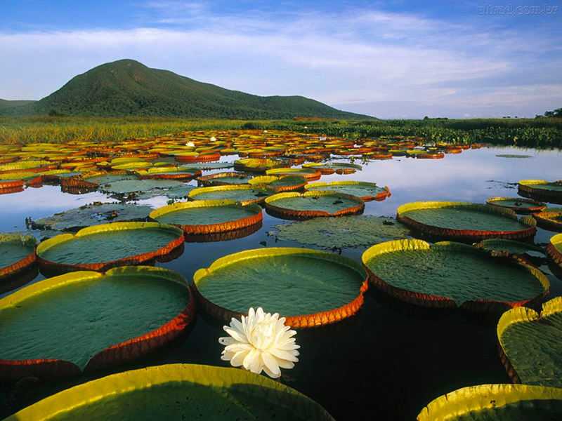 Viagem para Amazônia: A melhor viagem nacional para entrar em contato com a floresta amazônica e toda sua fauna e flora