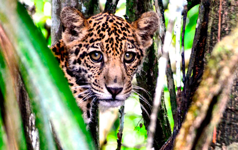 Viagem para Amazônia: Conhecer o habitat de diversos animais e o maior bioma existente no mundo