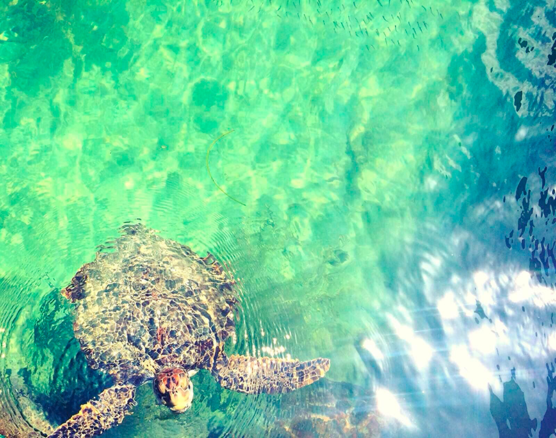 Apreciar a vida marinha do caribe colombiano é uma das atividades essenciais do seu passeio