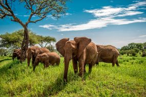 Roteiro de viagem para a Tanzânia: Conhecer os parques e cidades, se aventurar em meio à vida selvagem