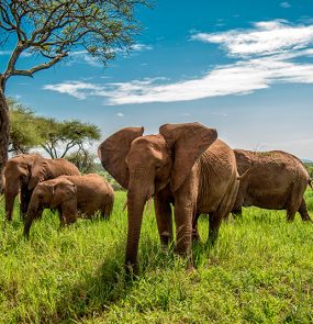 Roteiro de viagem para a Tanzânia: Conhecer os parques e cidades, se aventurar em meio à vida selvagem