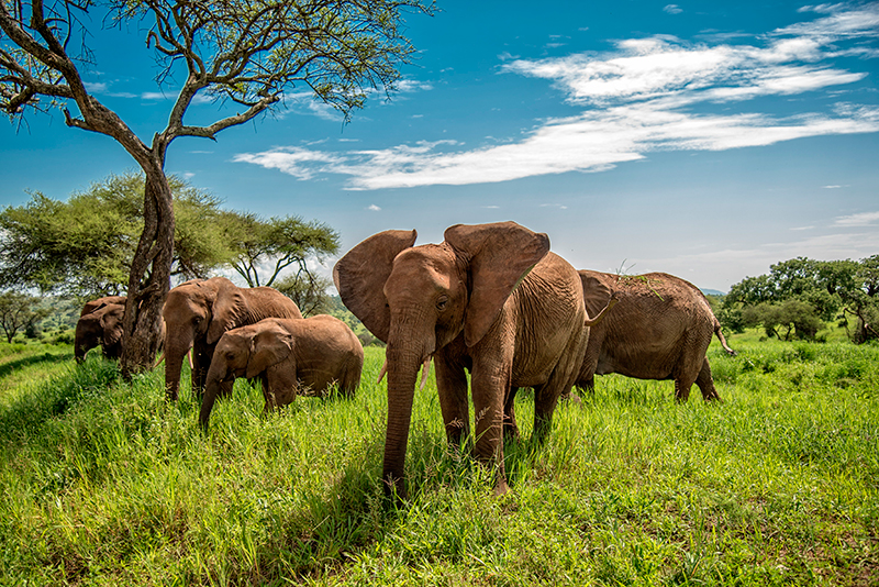 Roteiro de viagem para a Tanzânia: Conhecer os parques e cidades, se aventurar em meio à vida selvagem 