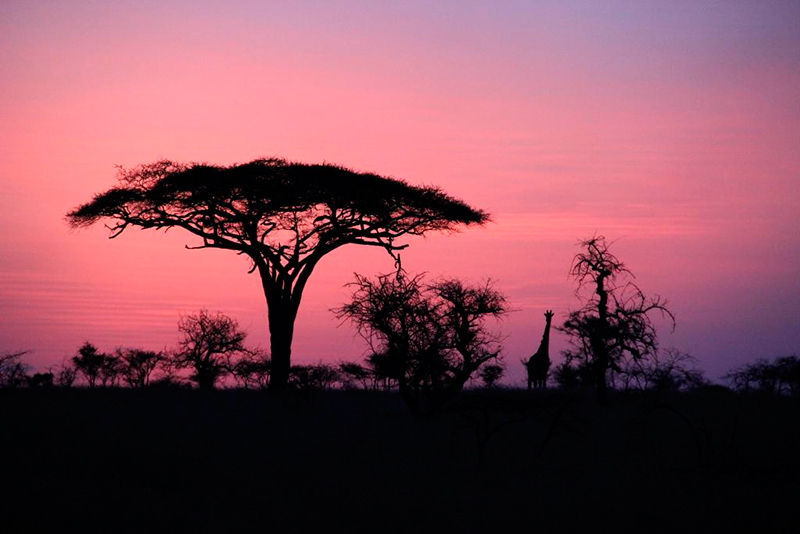 Roteiro de viagem para a Tanzânia: belíssimo por-do-sol, vida selvagem e natureza incrível