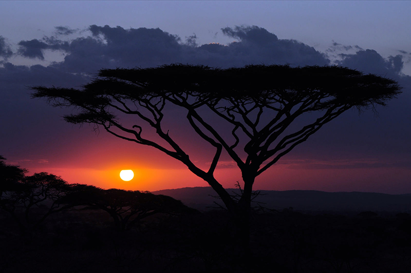 Roteiro de viagem para a Tanzânia: O serengueti é o famoso parque conhecido pelos safáris e aventuras