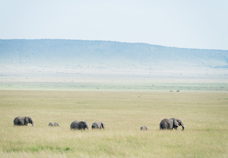 Turismo na África: o parque Masai Mara é famoso pelos seus safáris