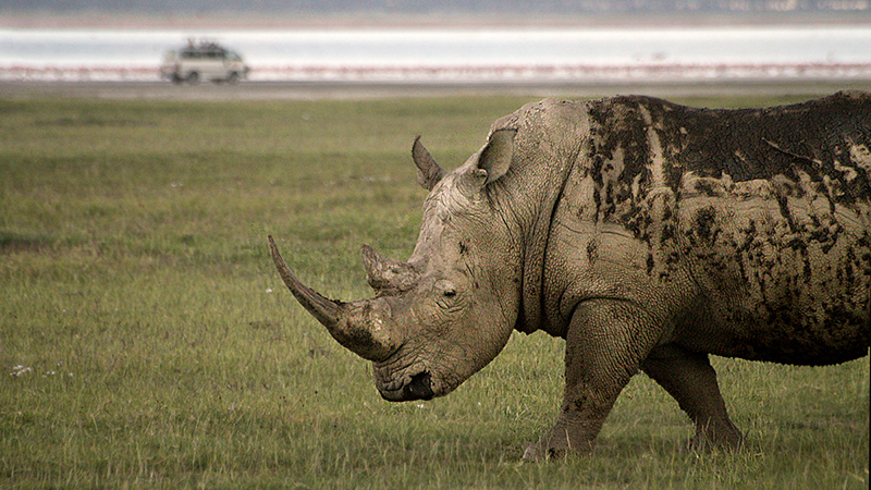 Turismo na África: Safáris em meio à vida selvagem e animais fantásticos