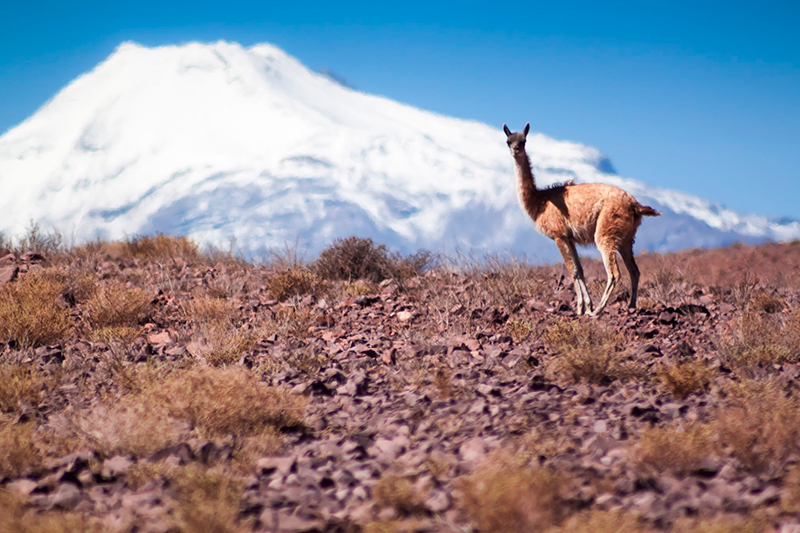 Atacama: Fauna e flora peculiares